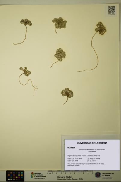 Oriastrum gnaphalioides [Espécimen: ULS:ULS:0001609]