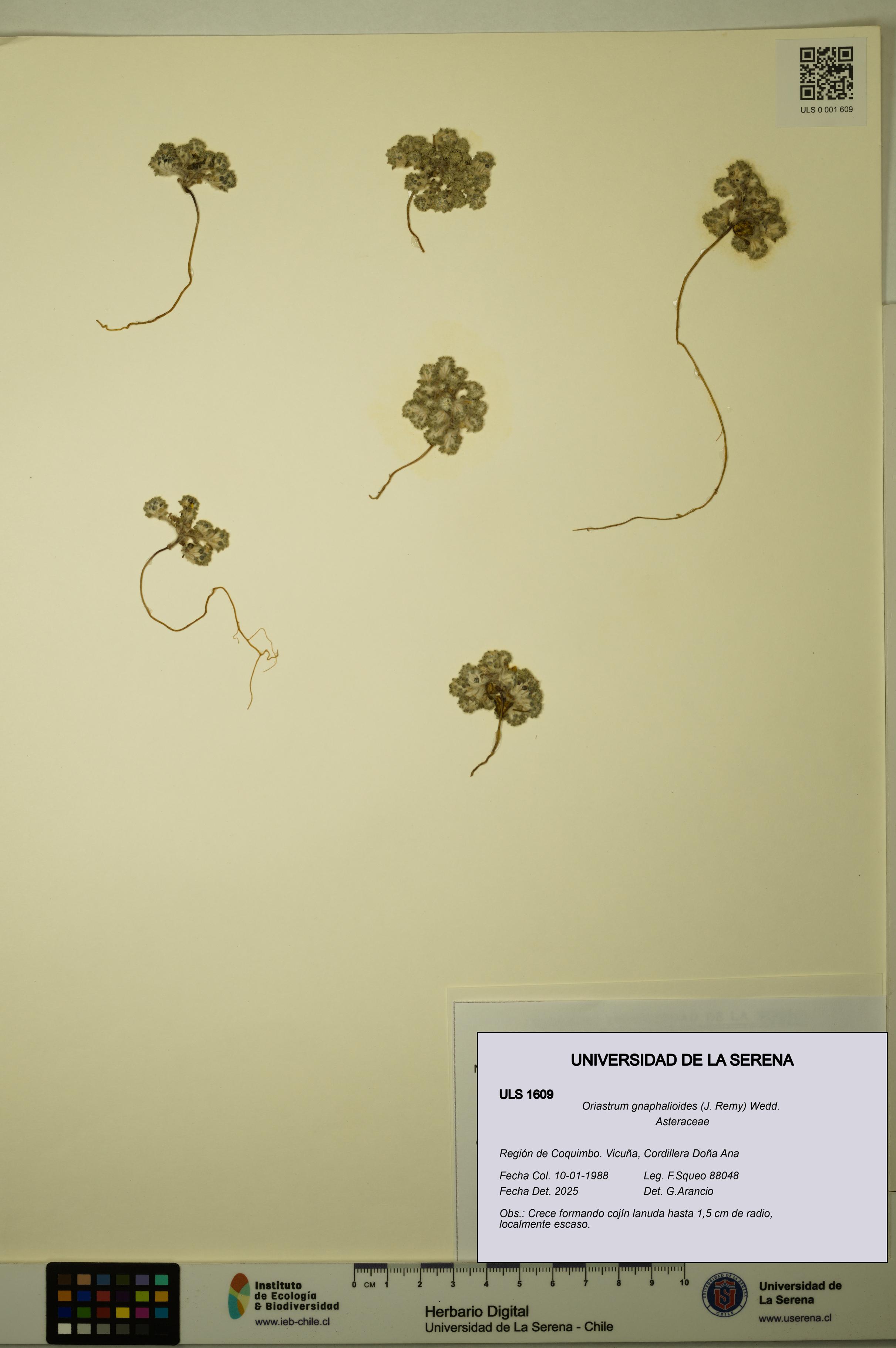 Oriastrum gnaphalioides [Espécimen: ULS:ULS:0001609]
