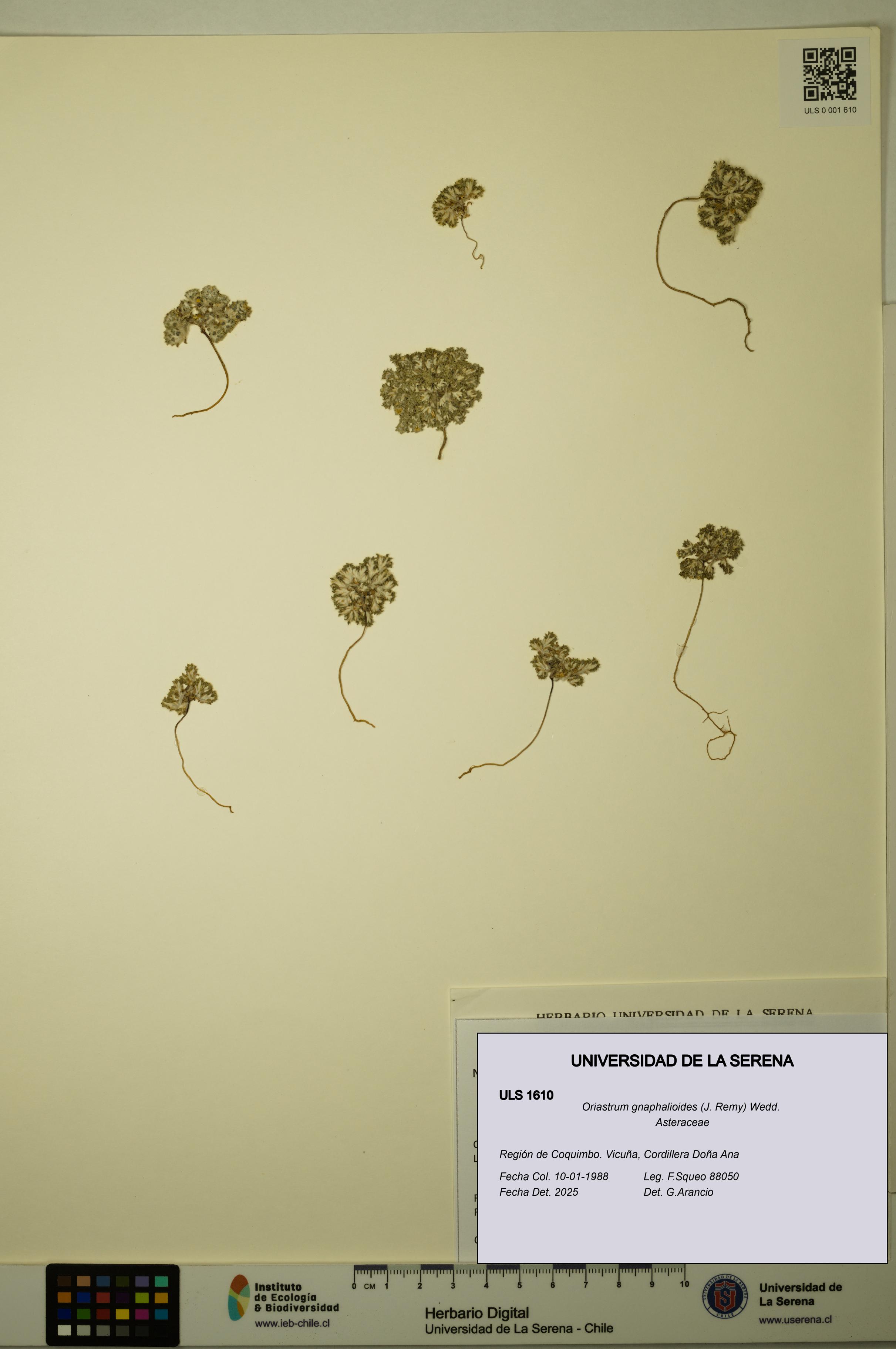 Oriastrum gnaphalioides [Espécimen: ULS:ULS:0001610]