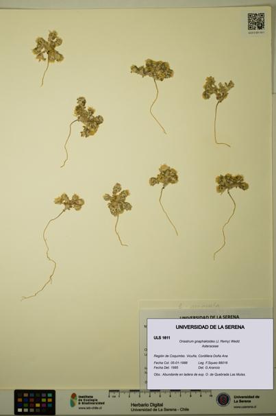 Oriastrum gnaphalioides [Espécimen: ULS:ULS:0001611]