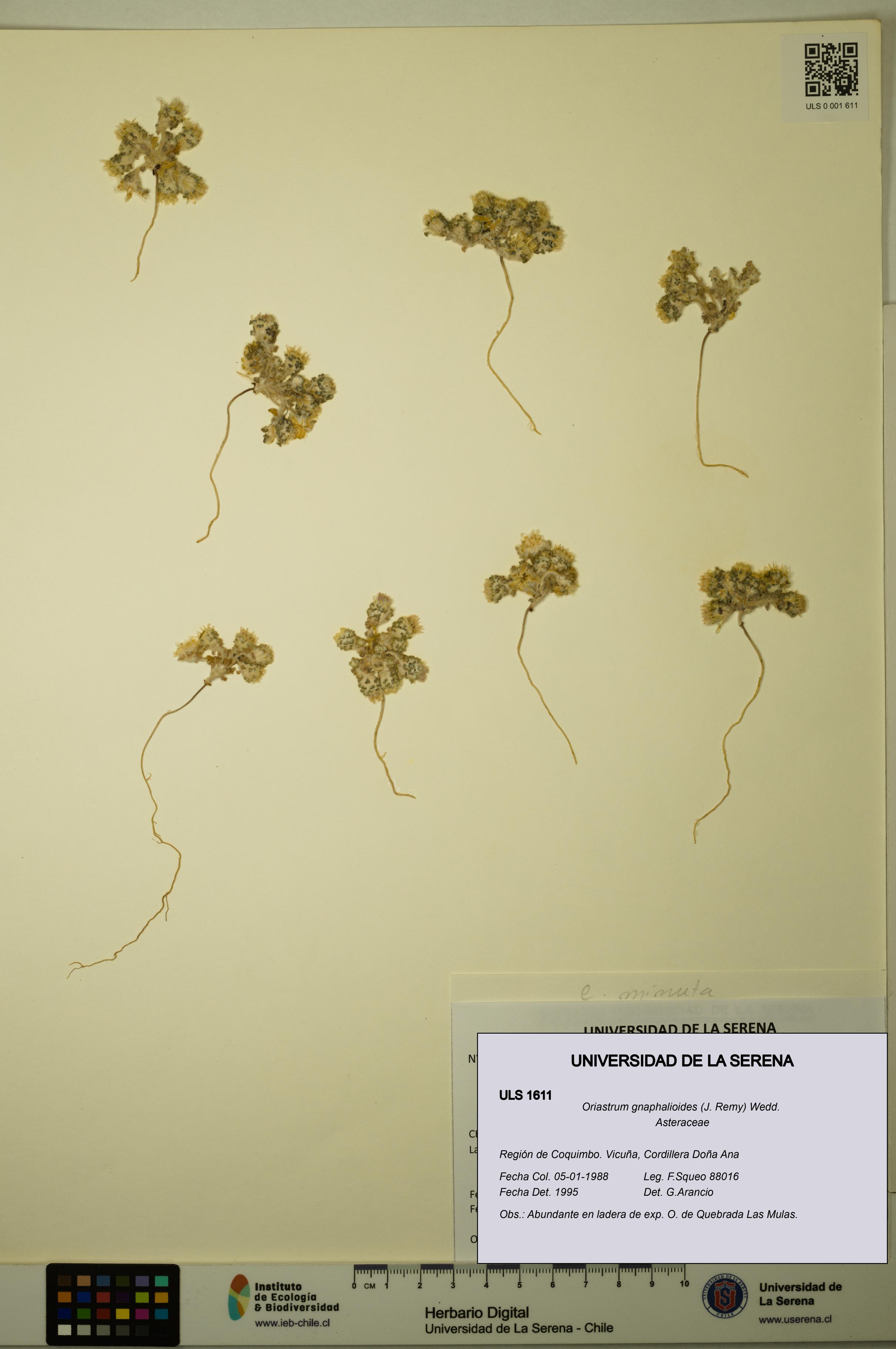 Oriastrum gnaphalioides [Espécimen: ULS:ULS:0001611]