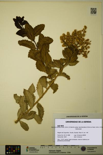 Spinoliva ilicifolia subsp. baccharoides [Espécimen: ULS:ULS:0001613]