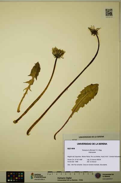 Taraxacum officinale [Espécimen: ULS:ULS:0001616]
