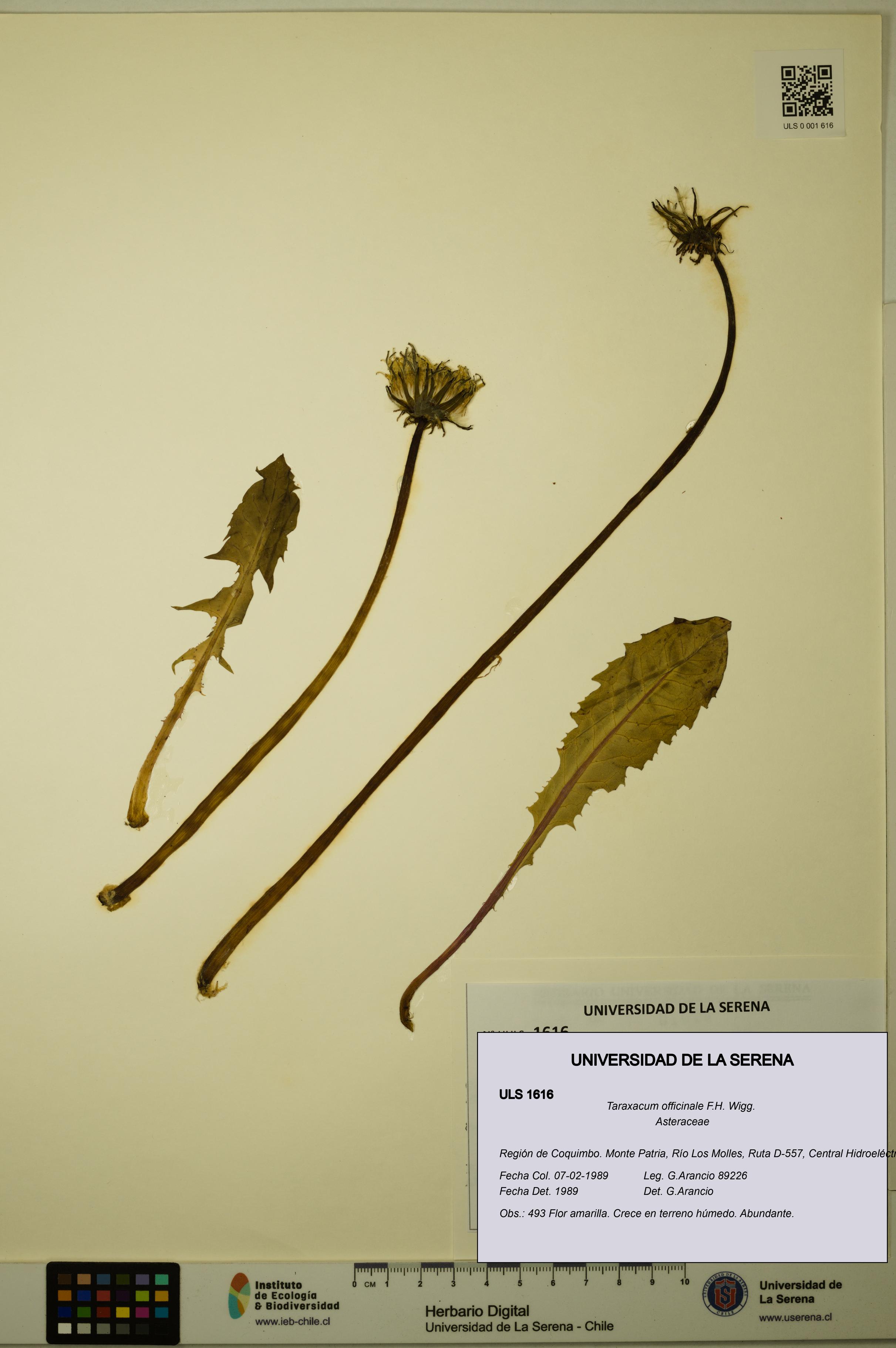 Taraxacum officinale [Espécimen: ULS:ULS:0001616]