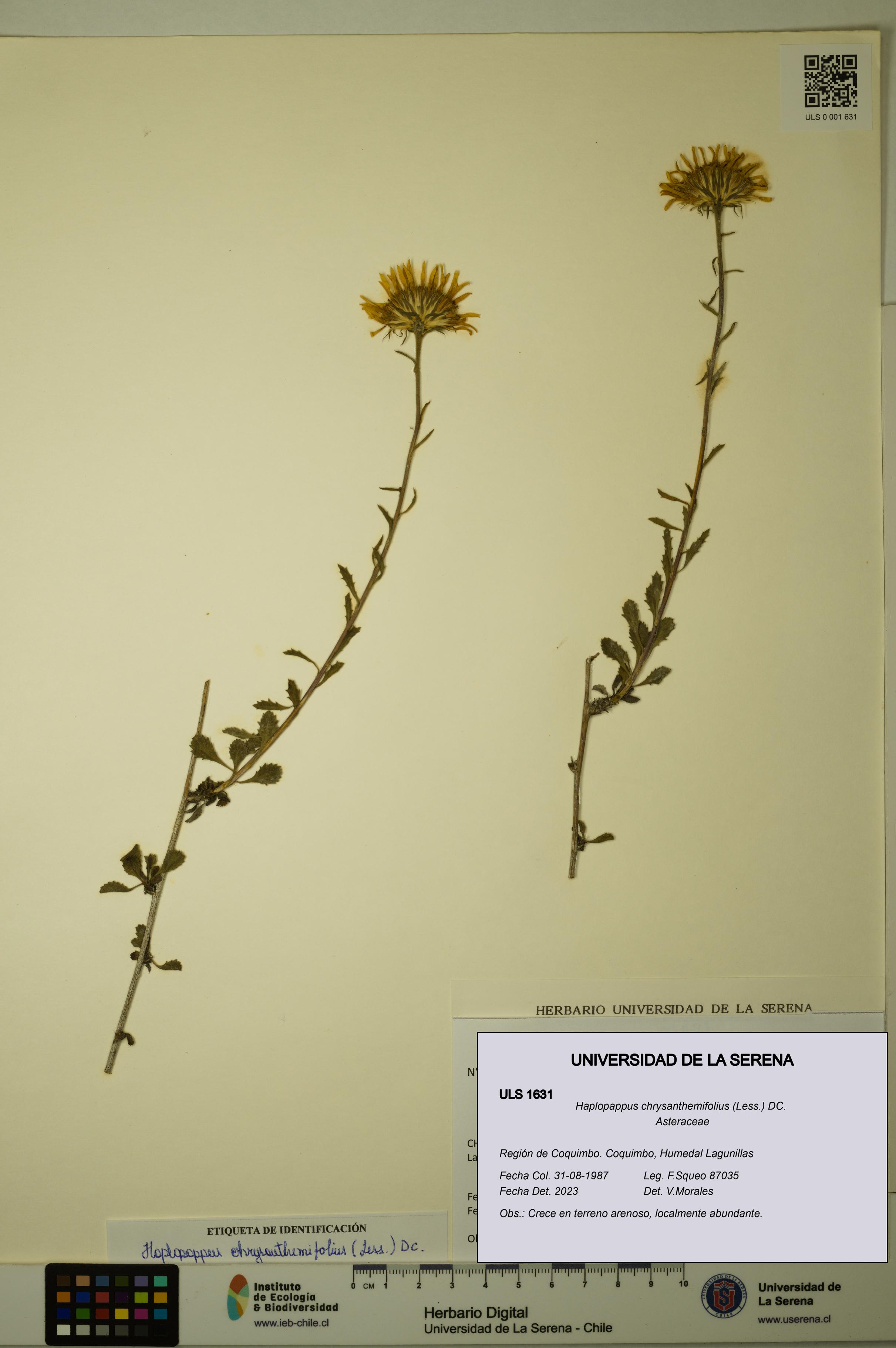 Haplopappus chrysanthemifolius [Espécimen: ULS:ULS:0001631]