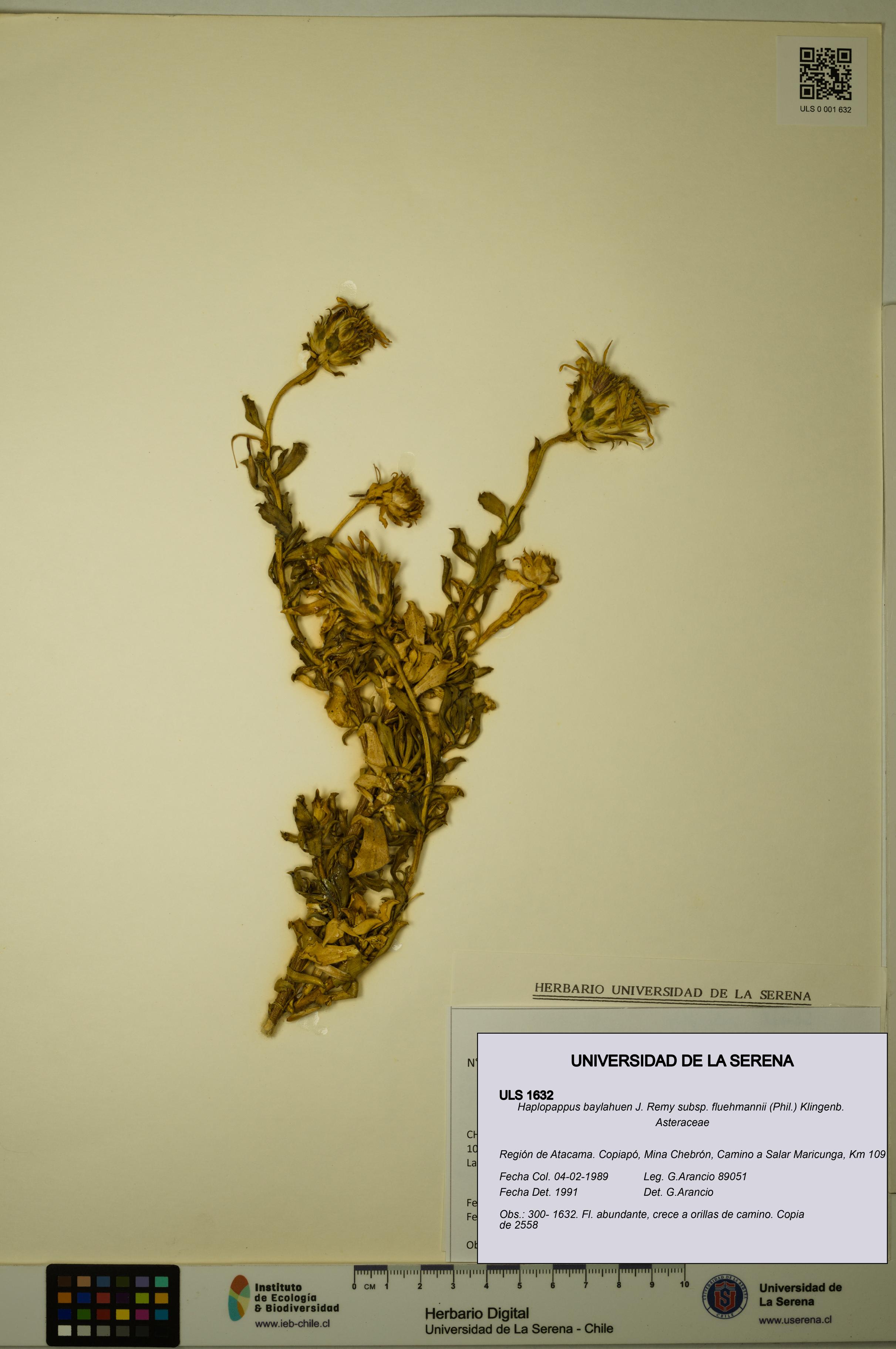 Haplopappus baylahuen subsp. fluehmannii [Espécimen: ULS:ULS:0001632]