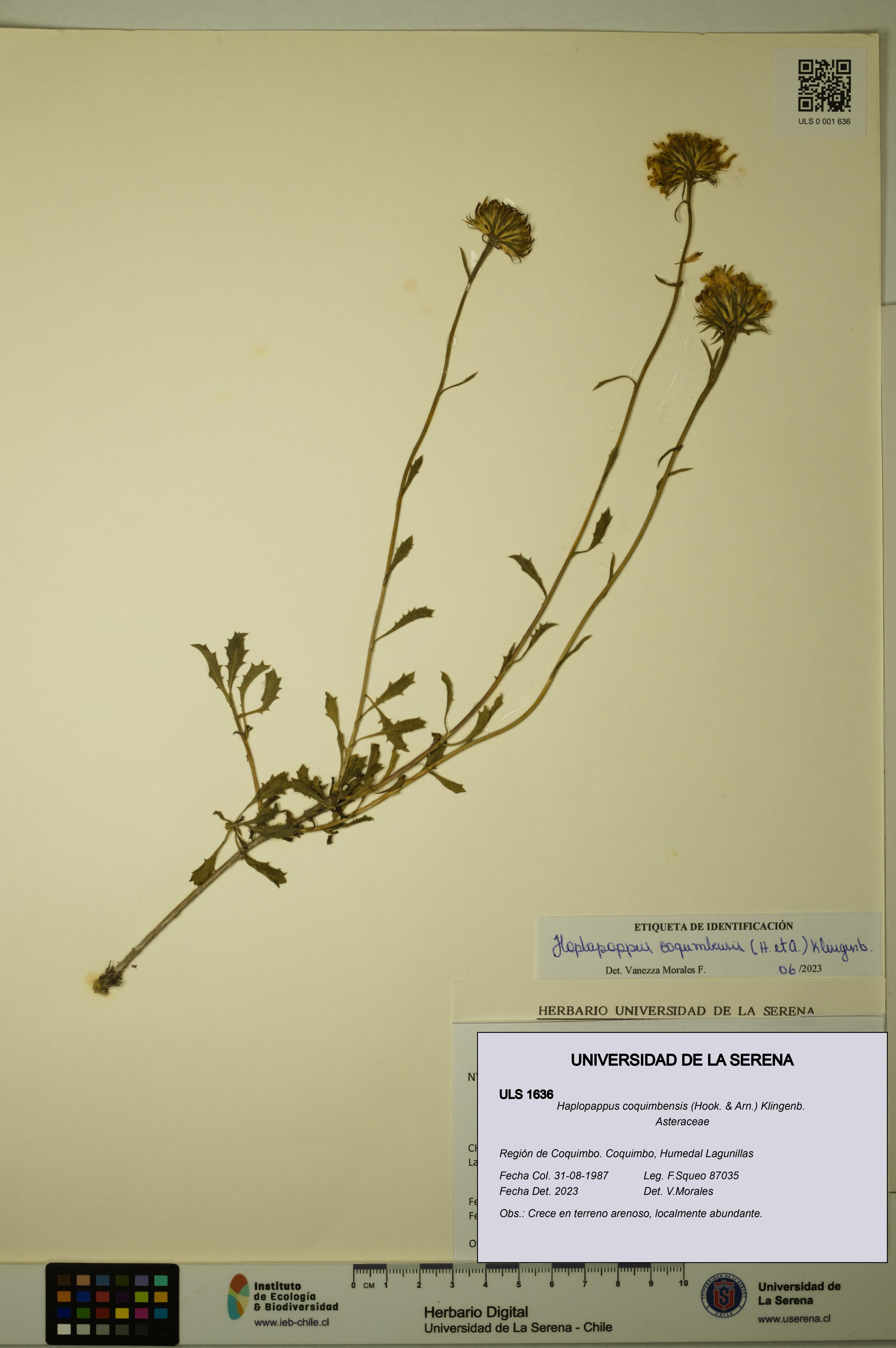 Haplopappus coquimbensis [Espécimen: ULS:ULS:0001636]