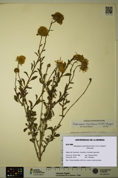 Haplopappus coquimbensis [Espécimen: ULS:ULS:0001638]