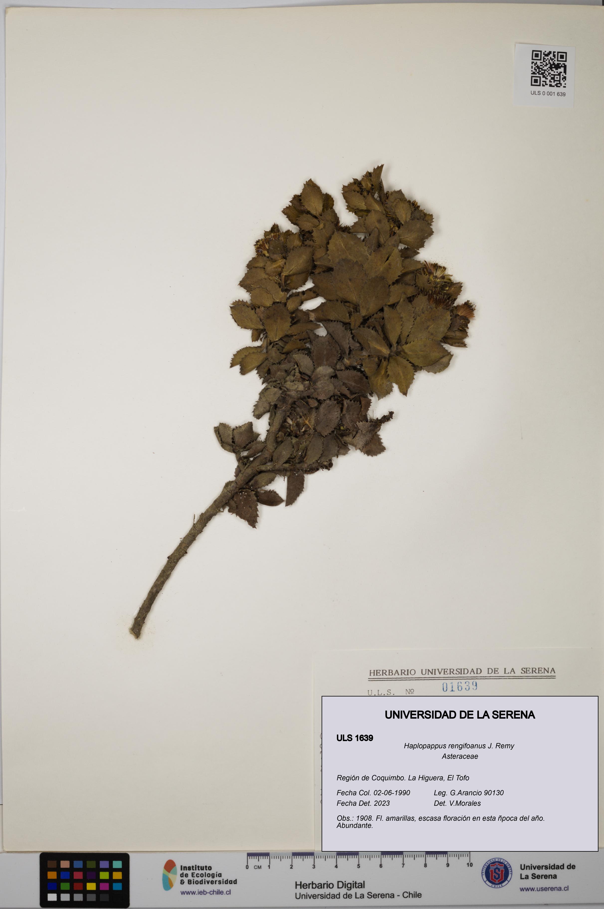 Haplopappus rengifoanus [Espécimen: ULS:ULS:0001639]