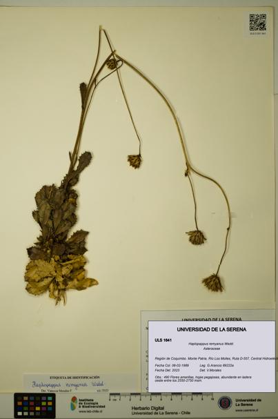 Haplopappus remyanus [Espécimen: ULS:ULS:0001641]