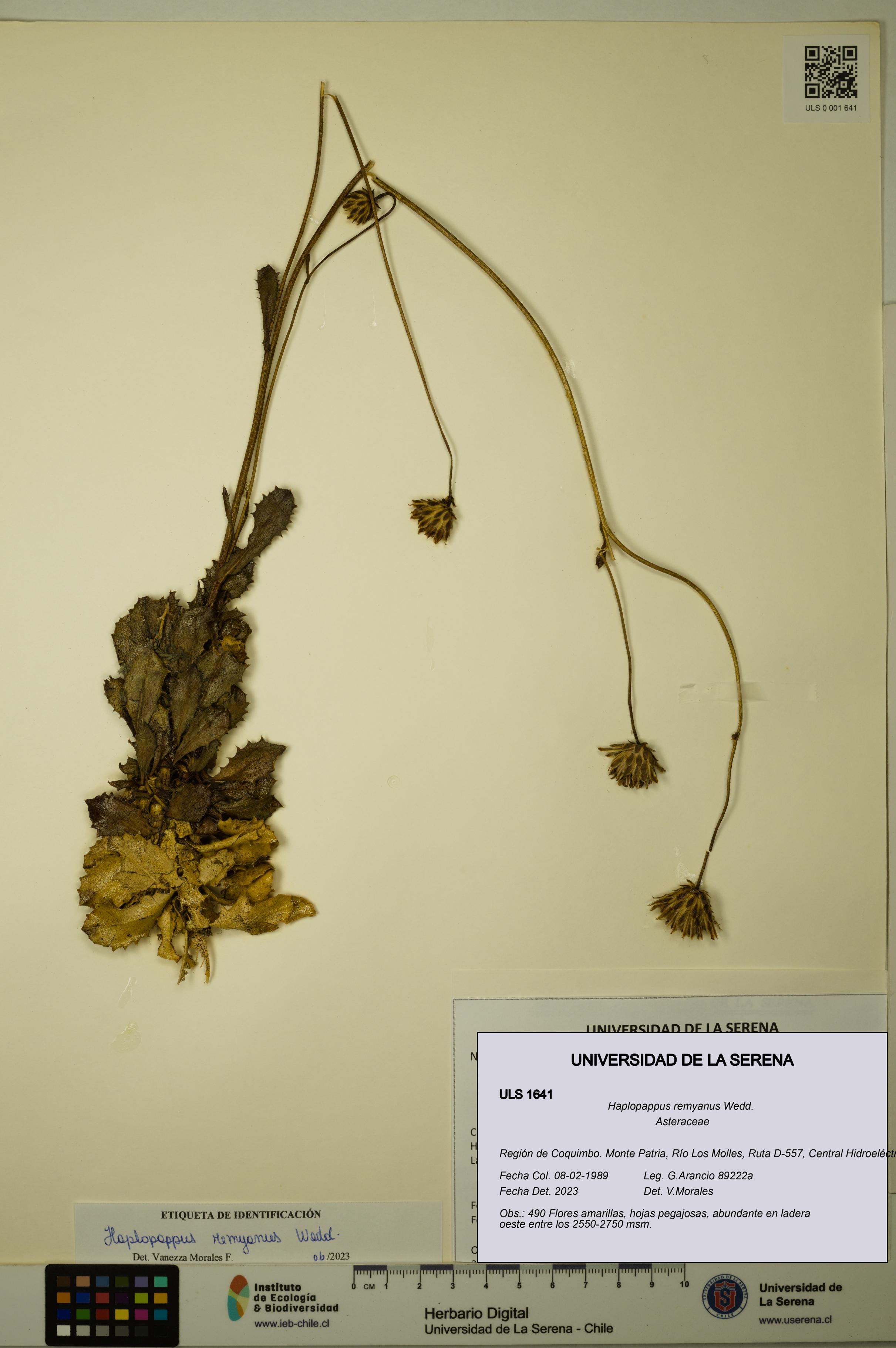 Haplopappus remyanus [Espécimen: ULS:ULS:0001641]