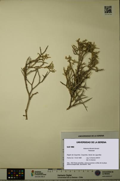Adesmia littoralis [Espécimen: ULS:ULS:0001692]