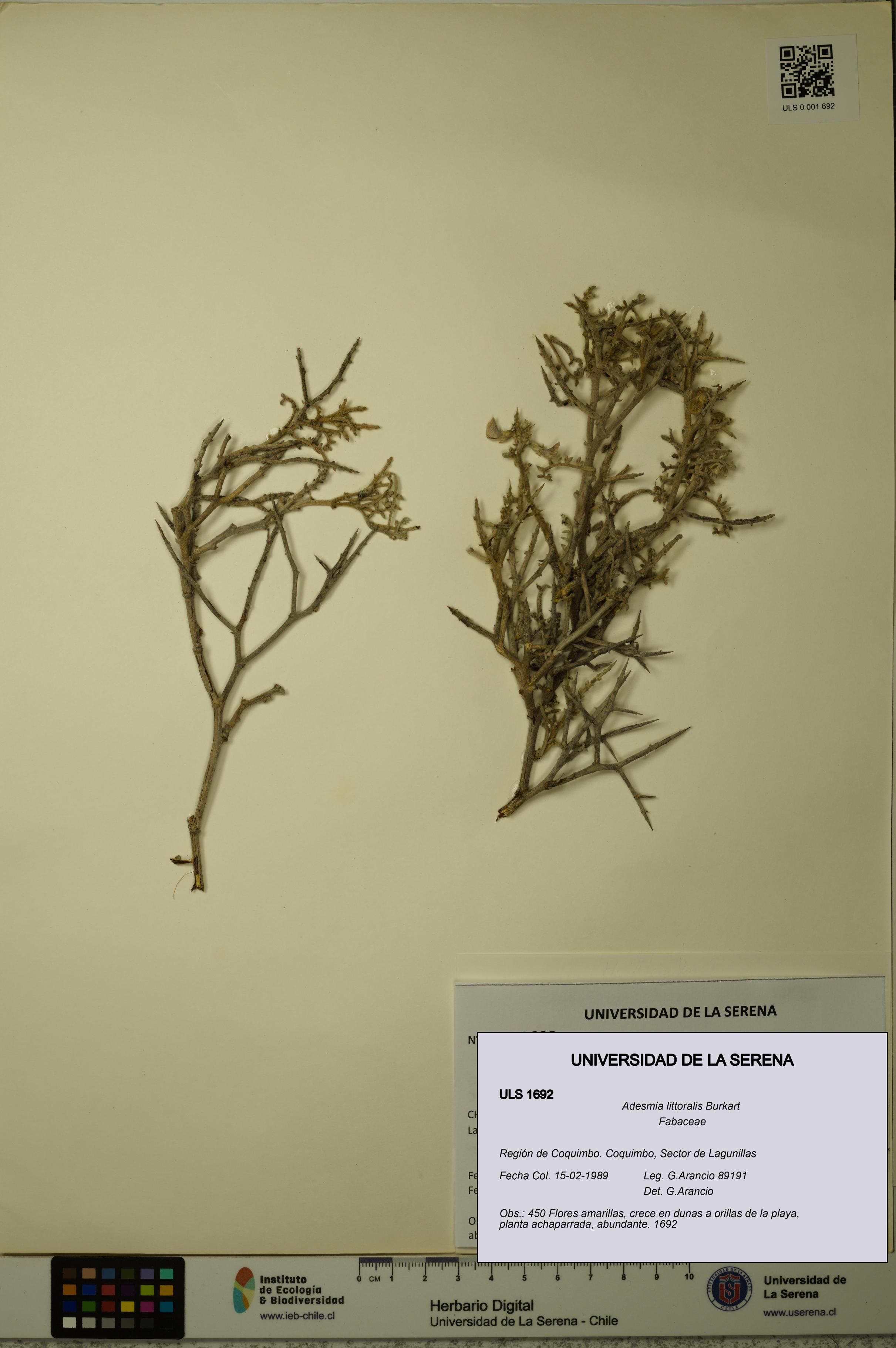 Adesmia littoralis [Espécimen: ULS:ULS:0001692]