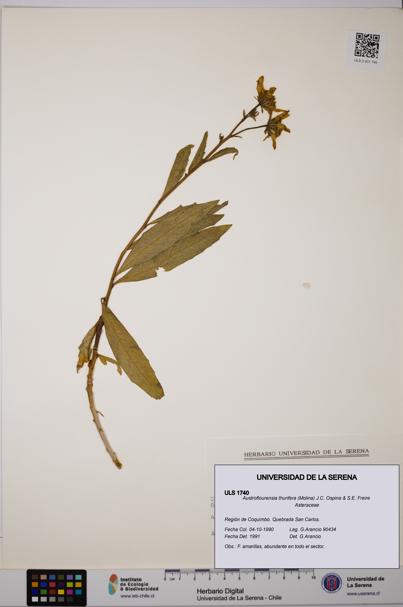 Austroflourensia thurifera [Espécimen: ULS:ULS:0001740]