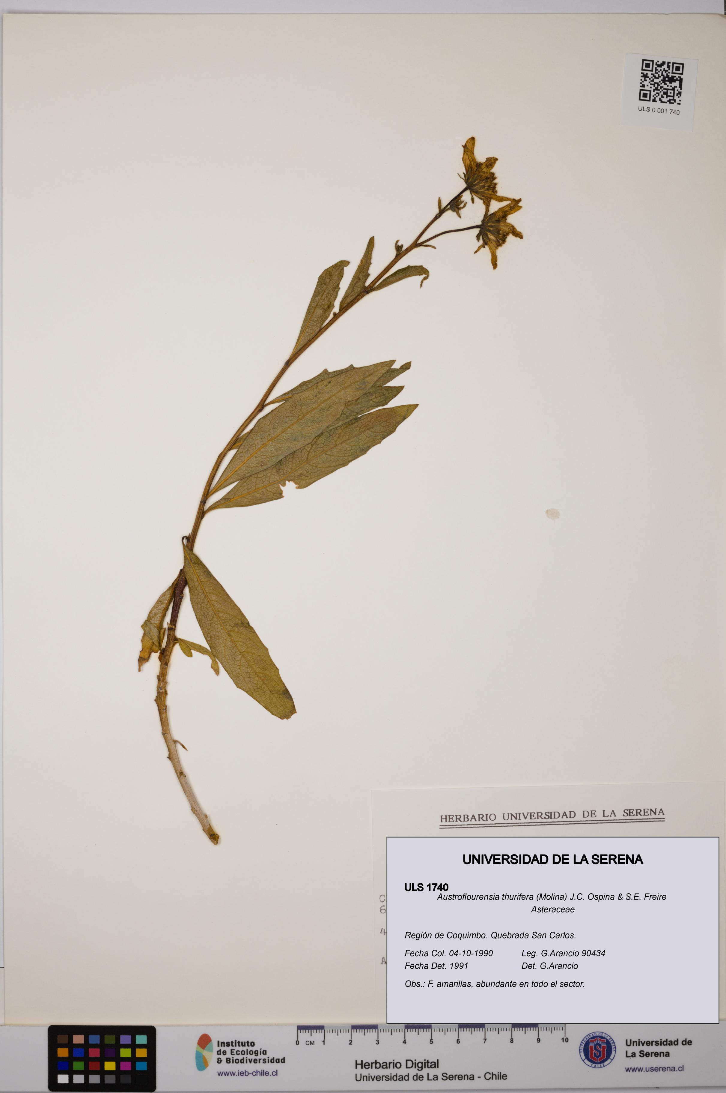 Austroflourensia thurifera [Espécimen: ULS:ULS:0001740]