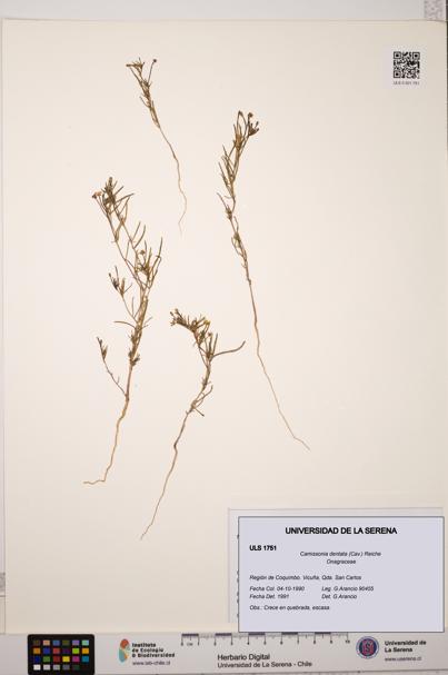 Camissonia dentata [Espécimen: ULS:ULS:0001751]