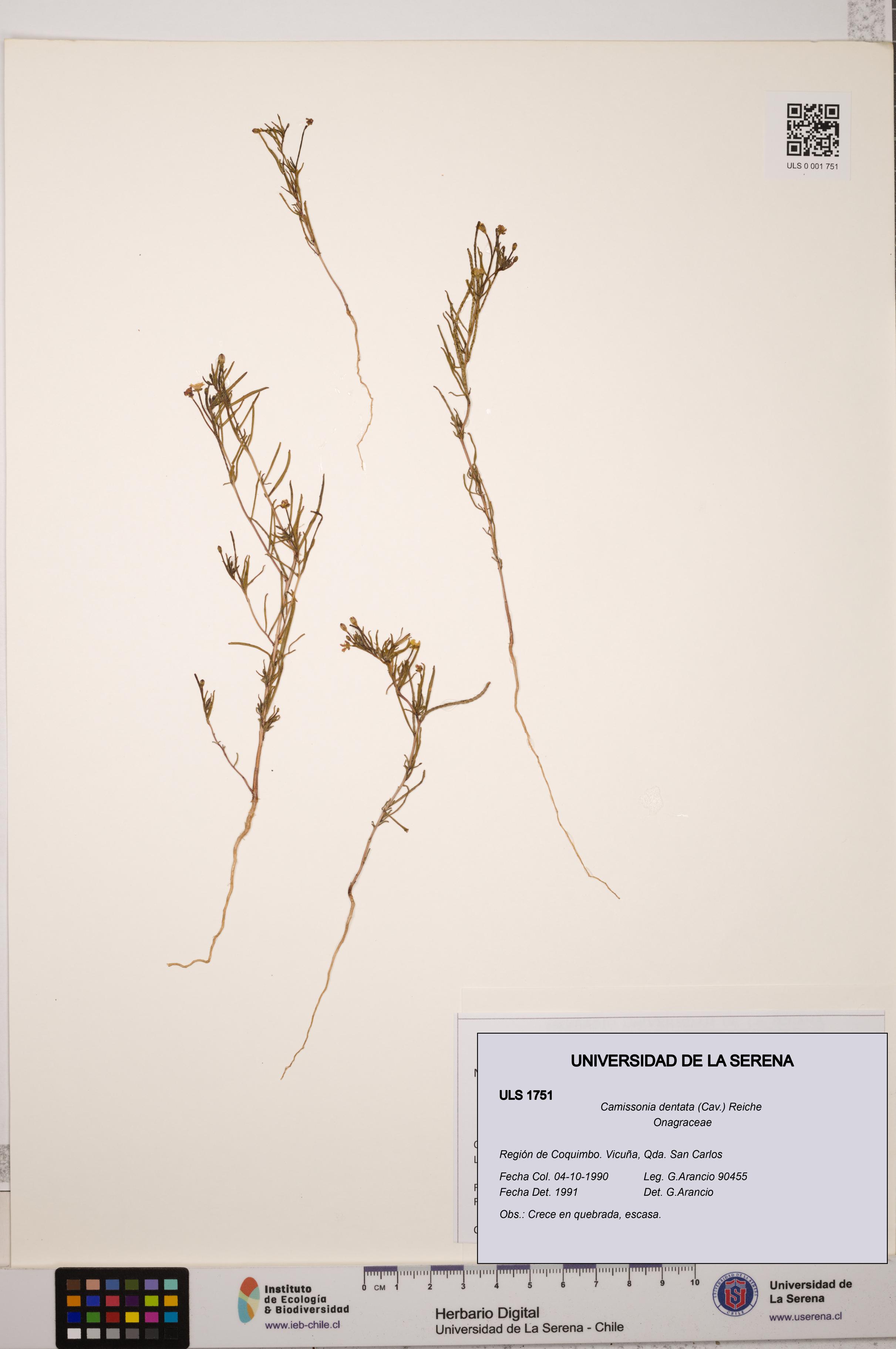 Camissonia dentata [Espécimen: ULS:ULS:0001751]