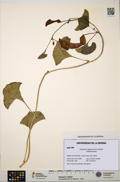 Aristolochia vaginans [Espécimen: ]