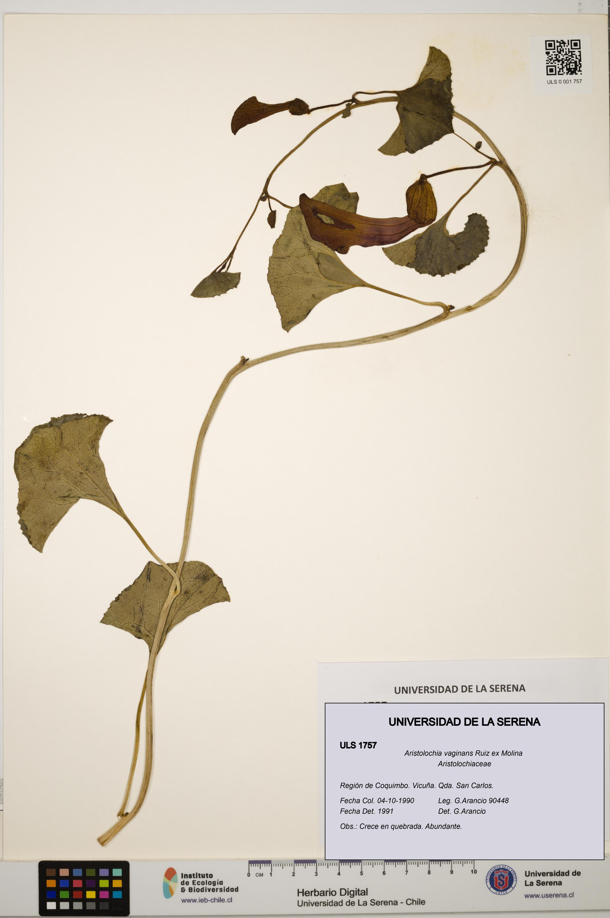 Aristolochia vaginans [Espécimen: ]