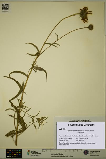 Aldama revoluta [Espécimen: ULS:ULS:0001758]