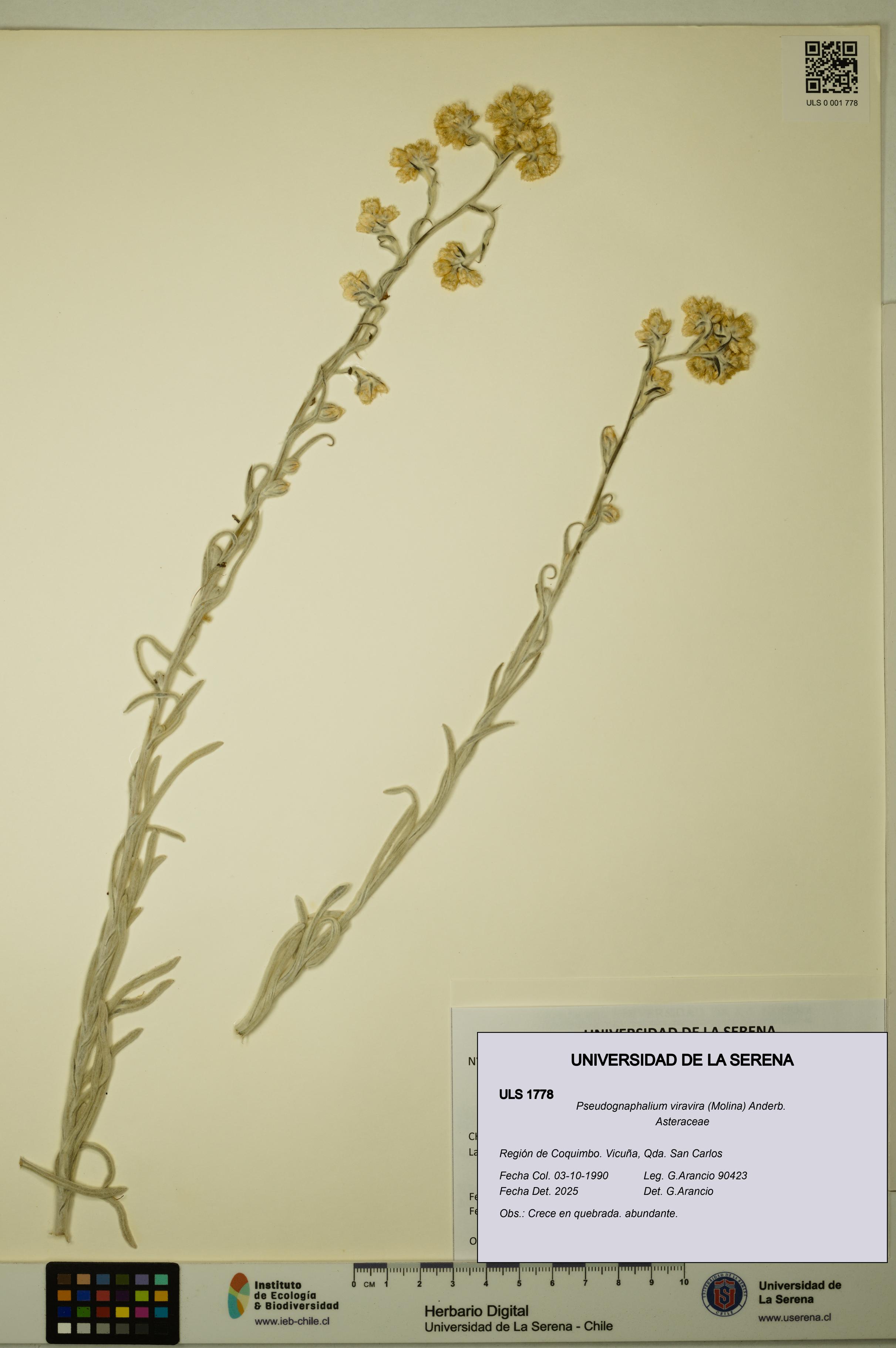 Pseudognaphalium viravira [Espécimen: ULS:ULS:0001778]