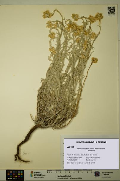 Pseudognaphalium viravira [Espécimen: ULS:ULS:0001779]