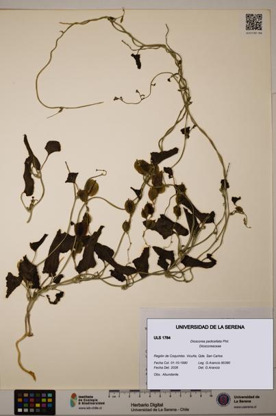 Dioscorea pedicellata [Espécimen: ULS:ULS:0001784]