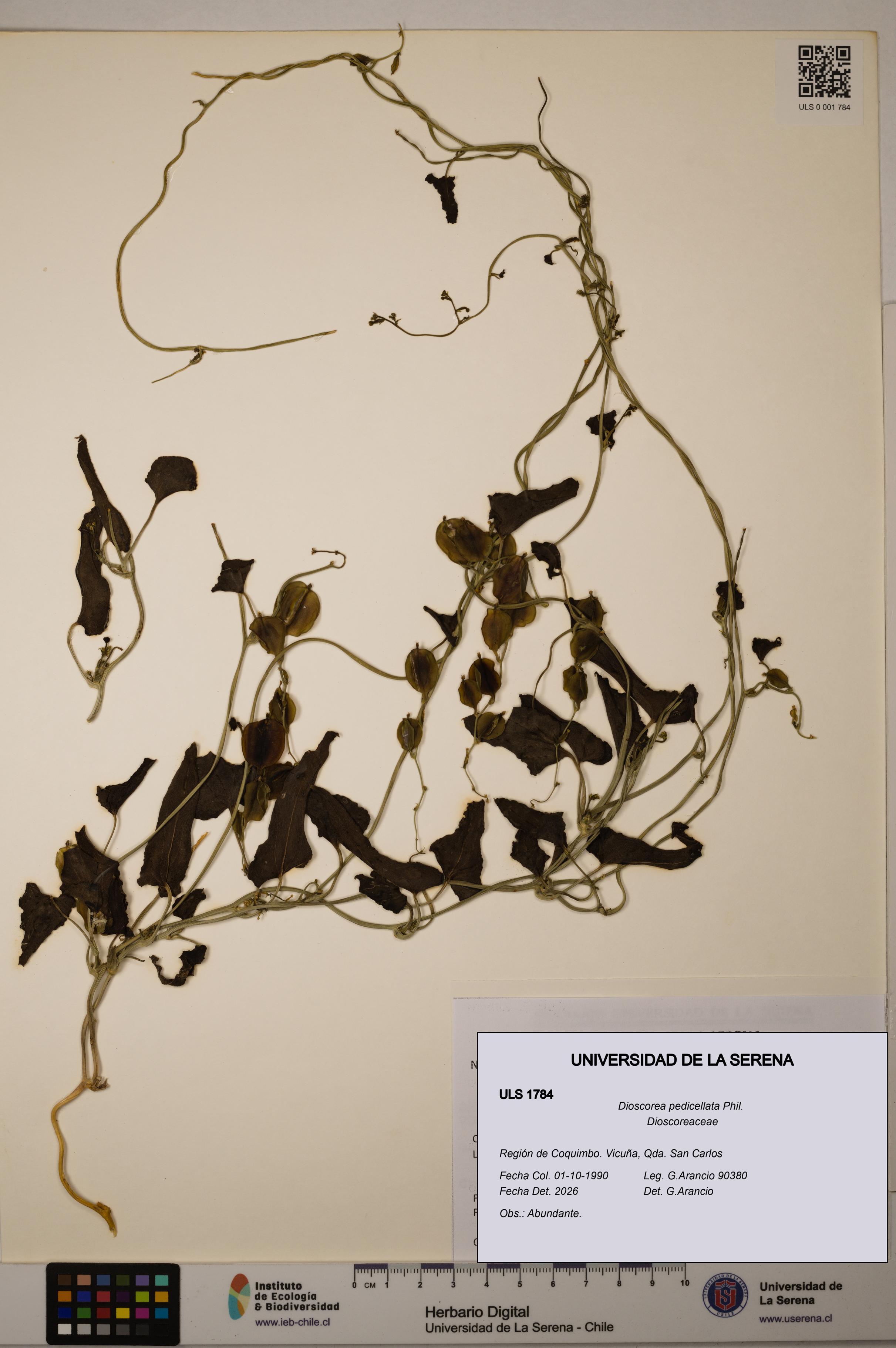 Dioscorea pedicellata [Espécimen: ULS:ULS:0001784]