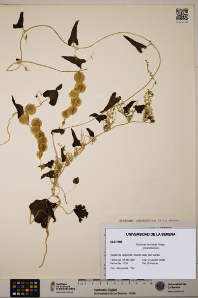 Dioscorea auriculata [Espécimen: ULS:ULS:0001785]