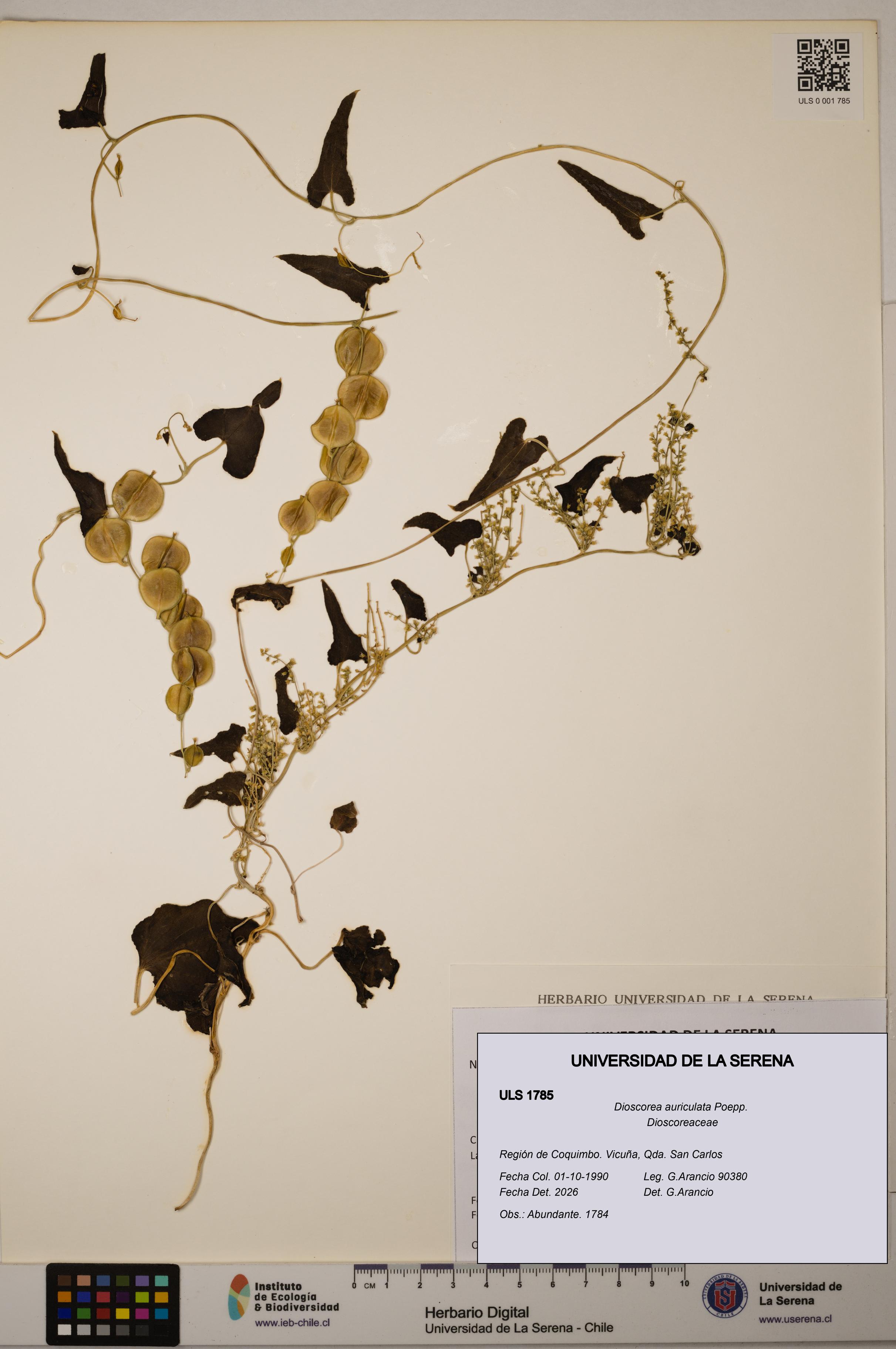Dioscorea auriculata [Espécimen: ULS:ULS:0001785]