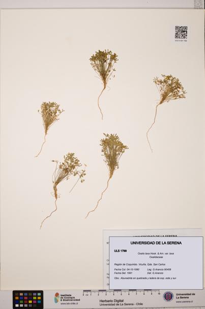 Oxalis laxa var. laxa [Espécimen: ULS:ULS:0001799]