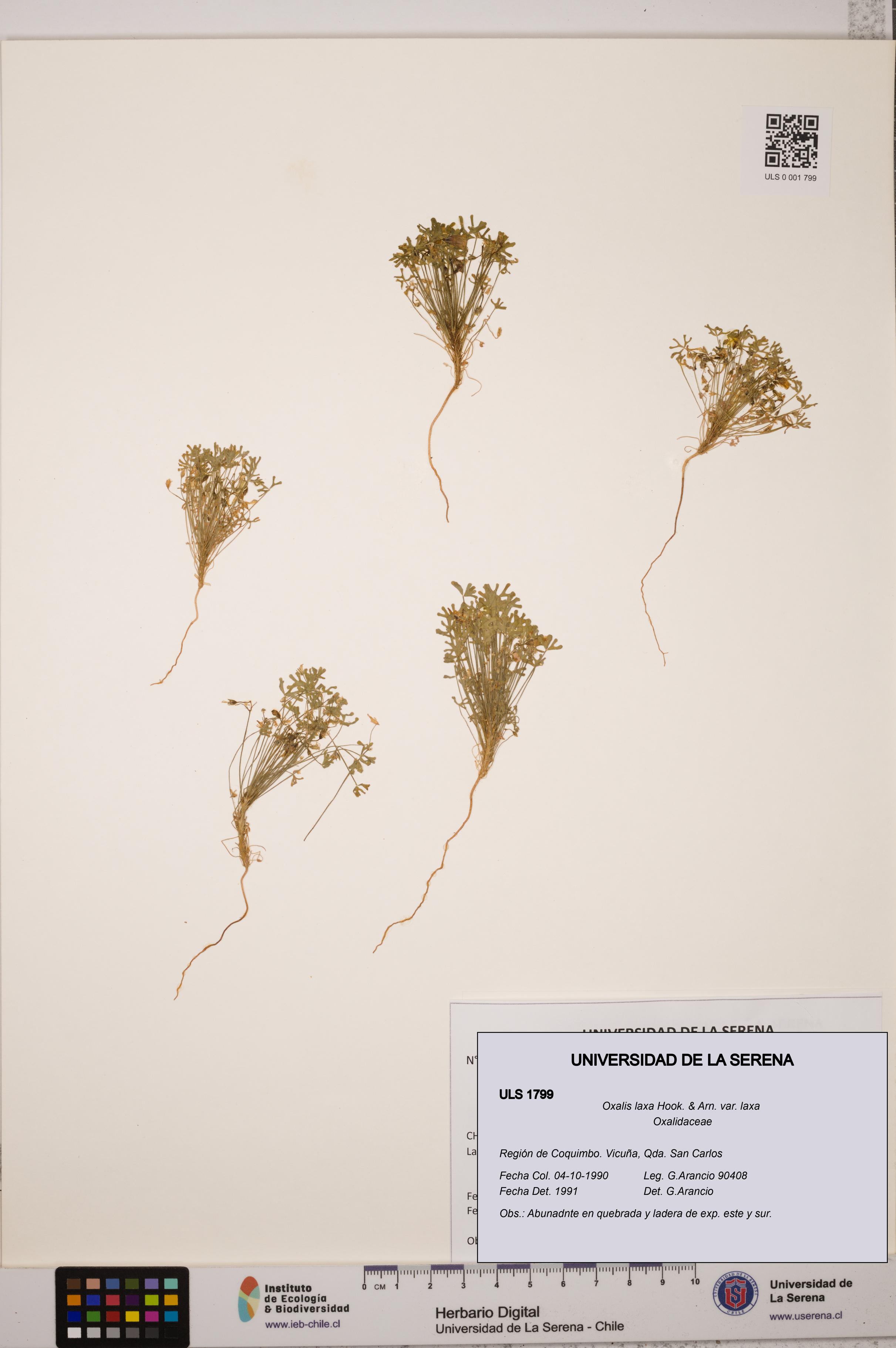 Oxalis laxa var. laxa [Espécimen: ULS:ULS:0001799]