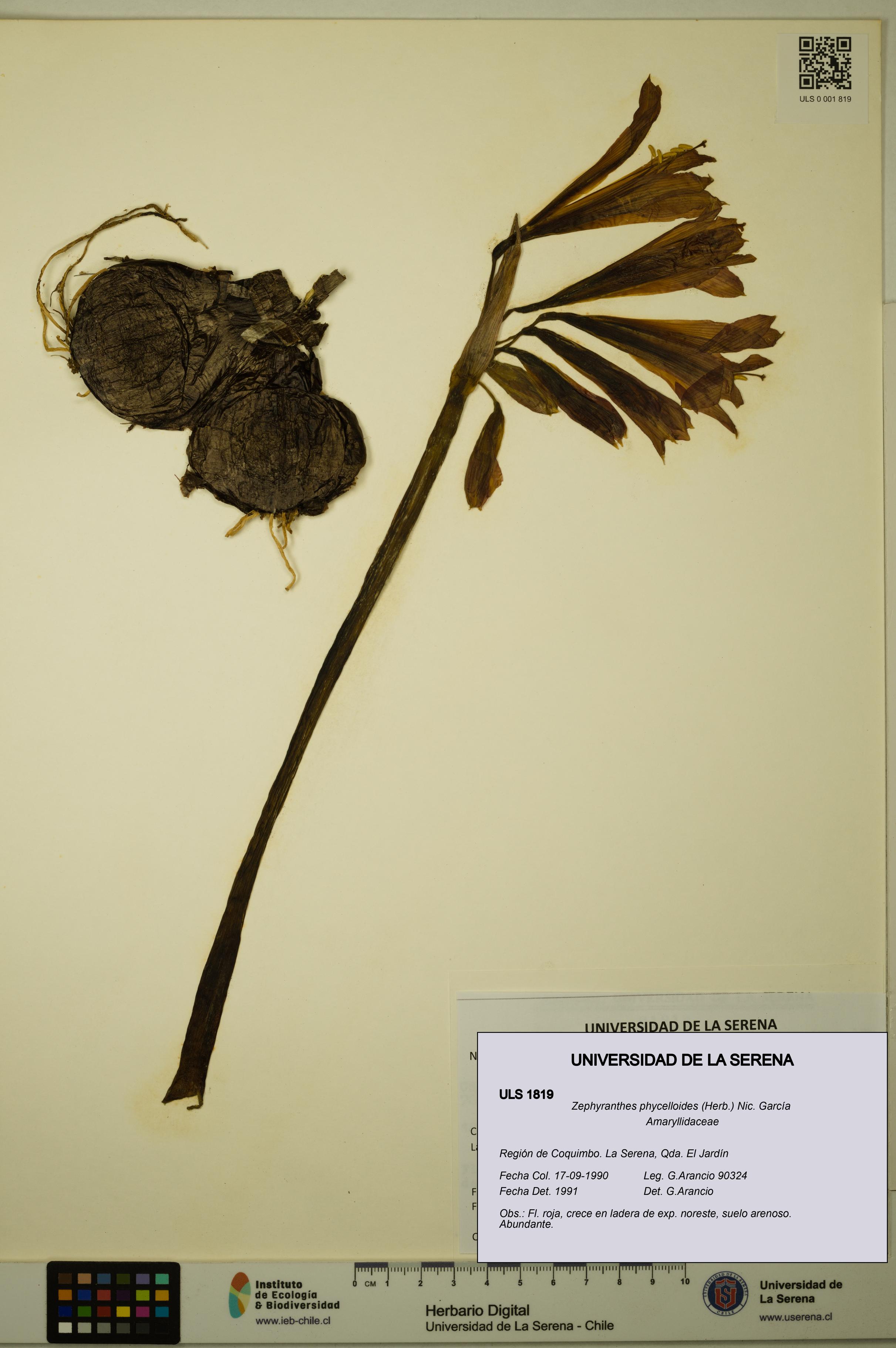 Zephyranthes phycelloides [Espécimen: ULS:ULS:0001819]