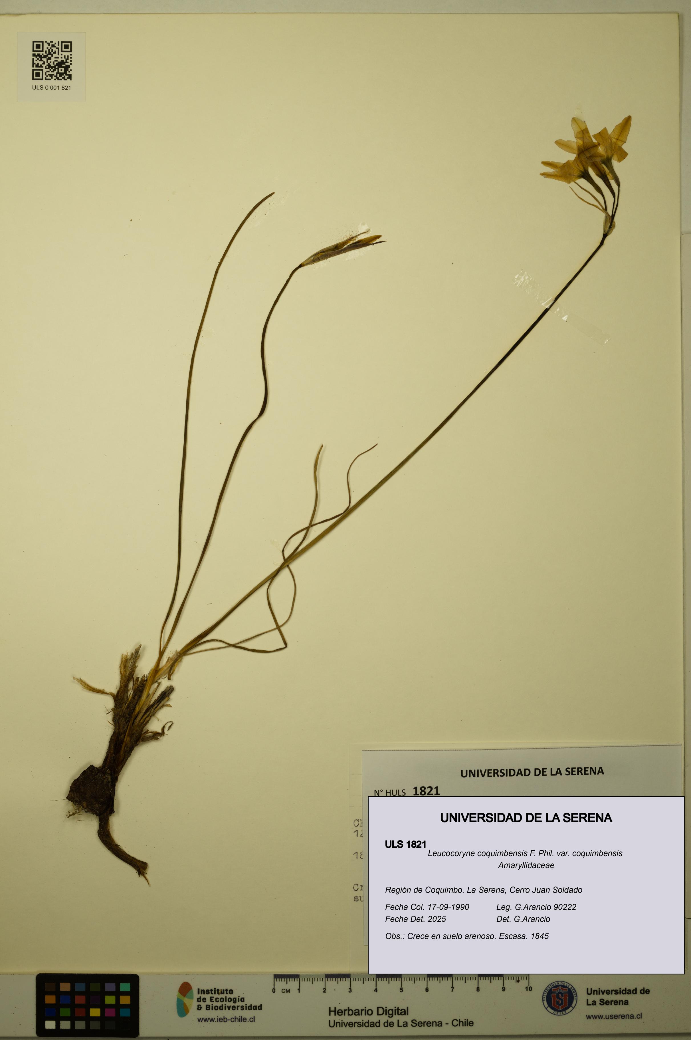 Leucocoryne coquimbensis var. coquimbensis [Espécimen: ULS:ULS:0001821]
