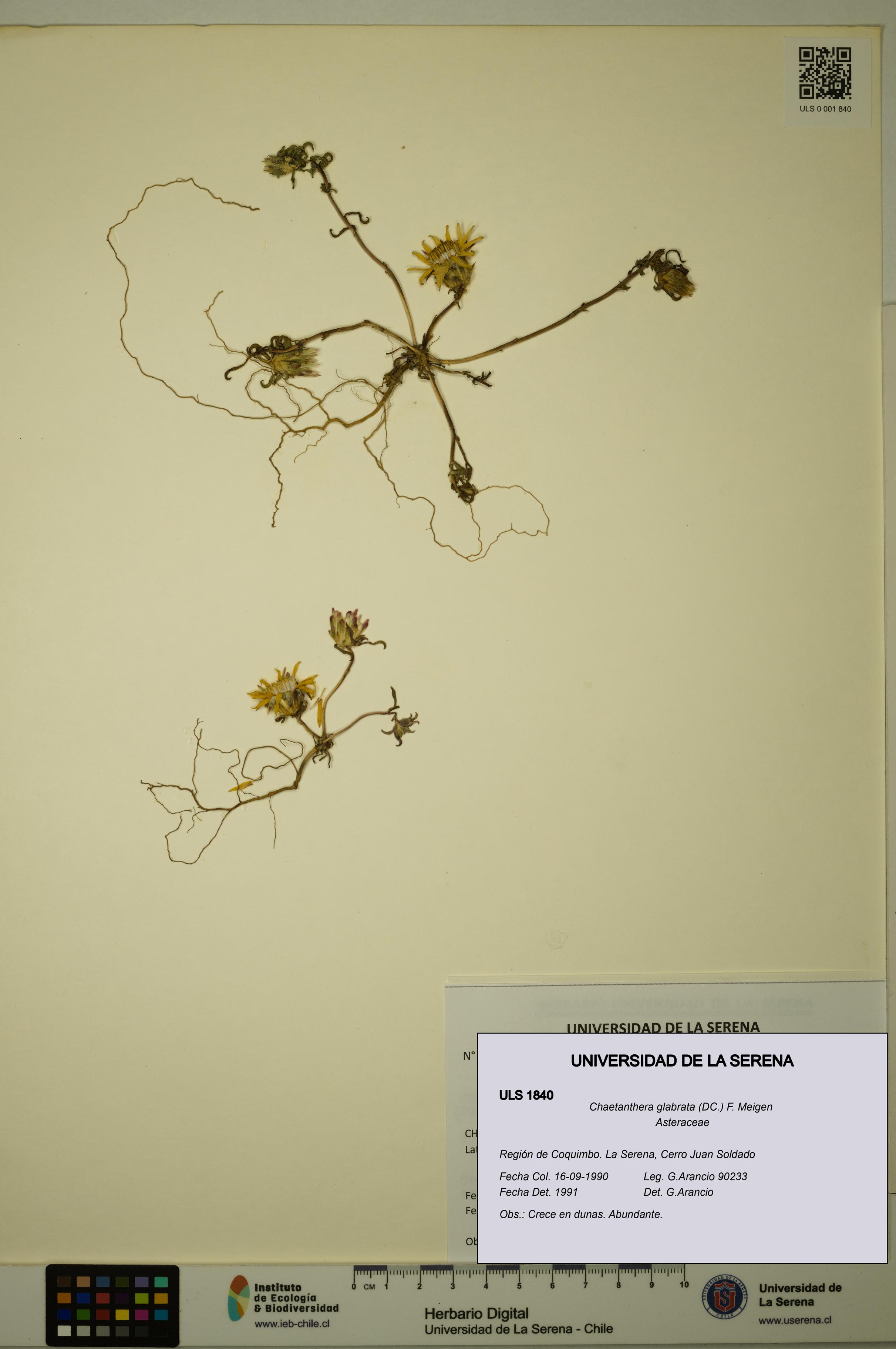 Chaetanthera glabrata [Espécimen: ULS:ULS:0001840]