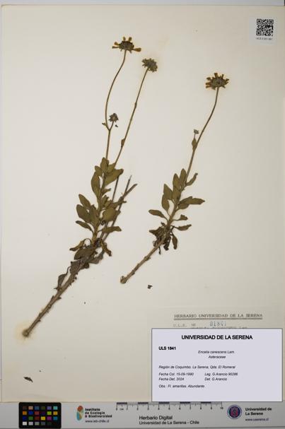 Encelia canescens [Espécimen: ULS:ULS:0001841]