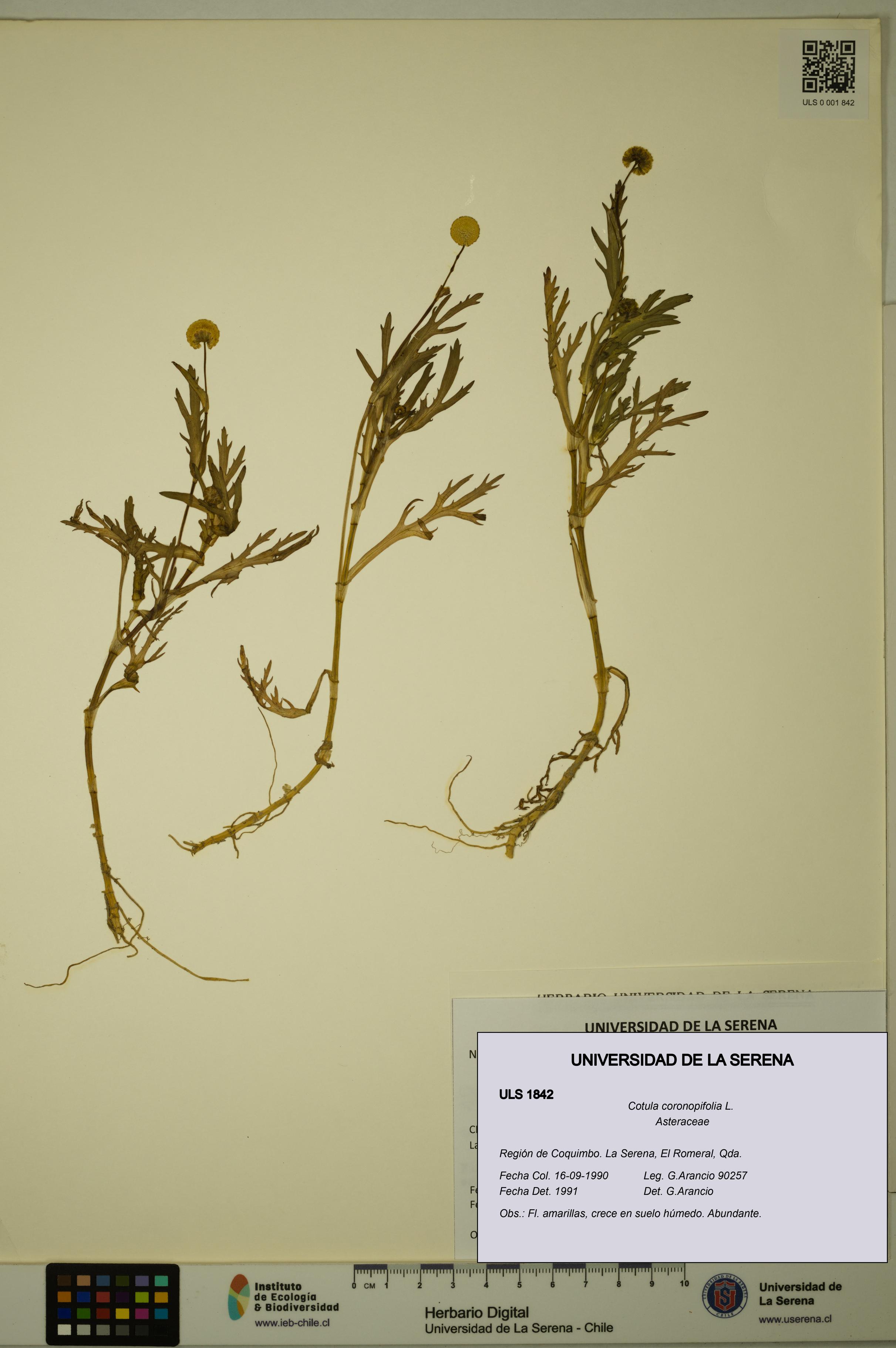 Cotula coronopifolia [Espécimen: ULS:ULS:0001842]