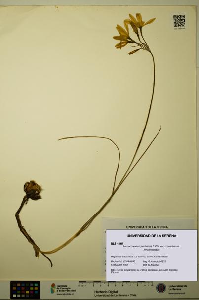 Leucocoryne coquimbensis var. coquimbensis [Espécimen: ULS:ULS:0001845]
