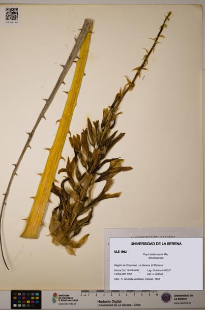 Puya berteroniana [Espécimen: ULS:ULS:0001862]