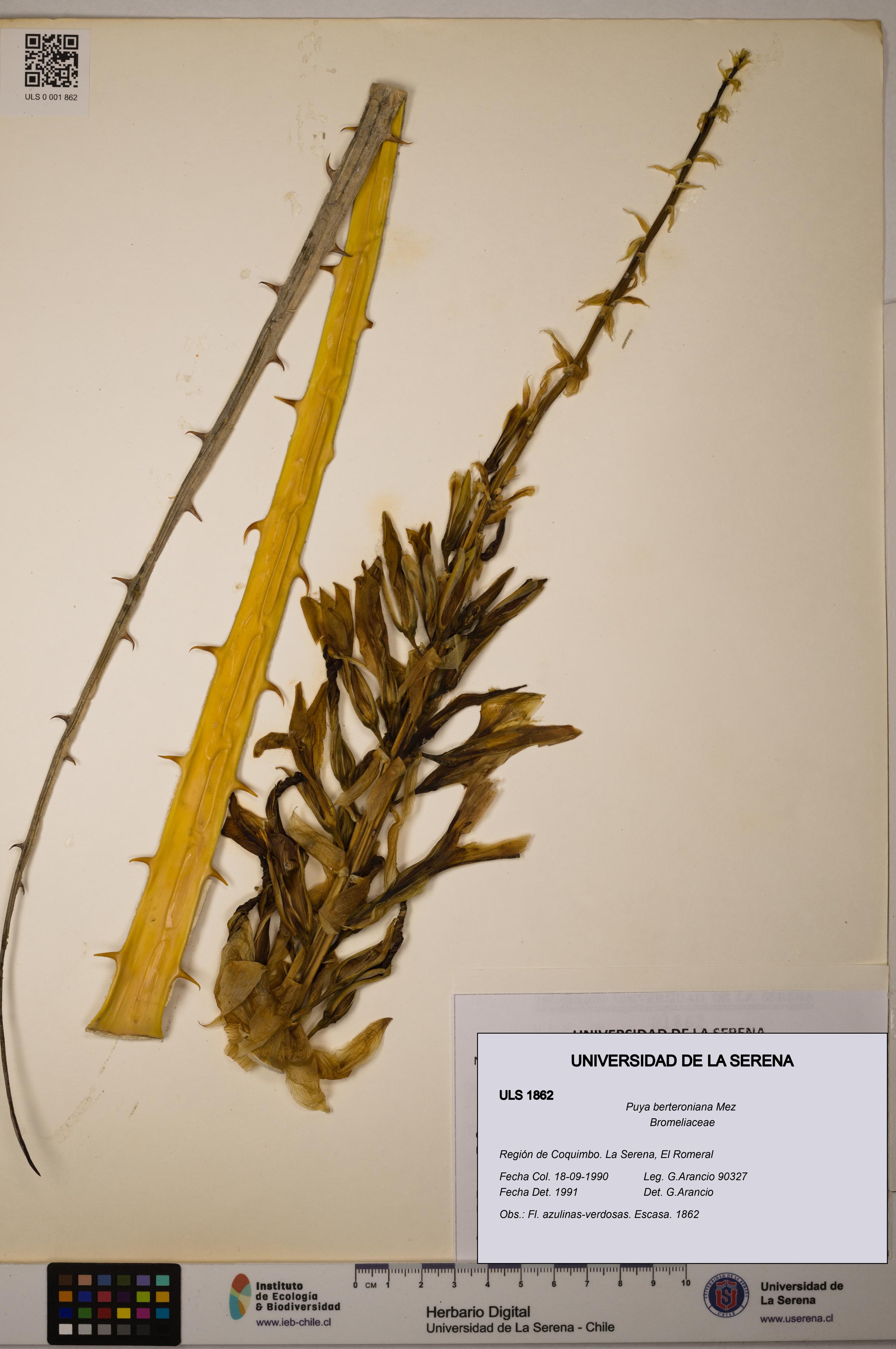 Puya berteroniana [Espécimen: ULS:ULS:0001862]