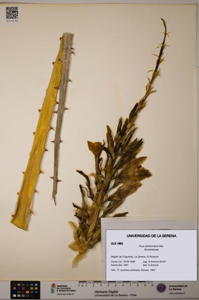 Puya berteroniana [Espécimen: ULS:ULS:0001863]