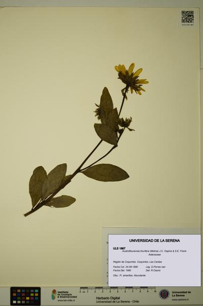 Austroflourensia thurifera [Espécimen: ULS:ULS:0001867]