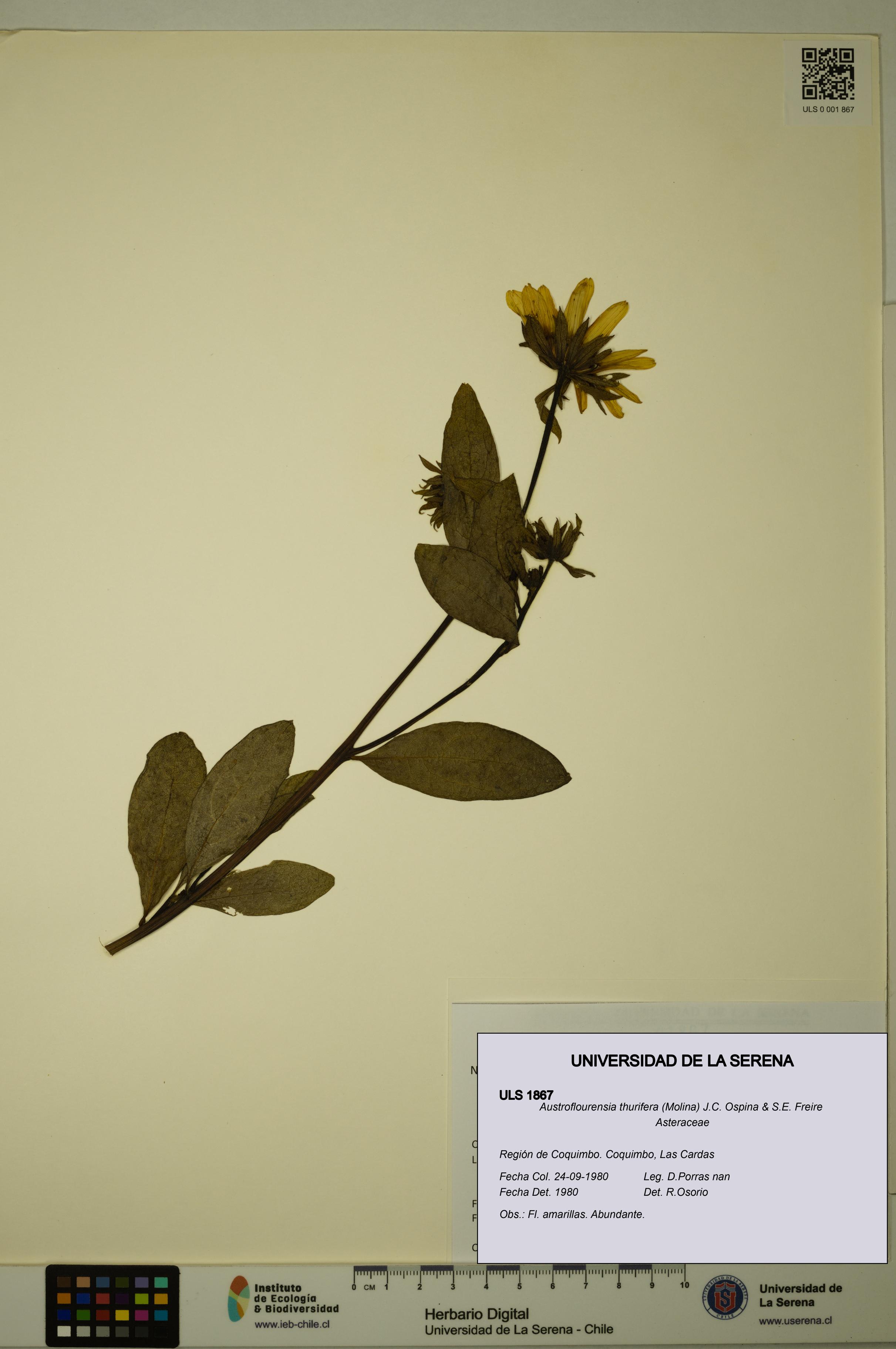 Austroflourensia thurifera [Espécimen: ULS:ULS:0001867]