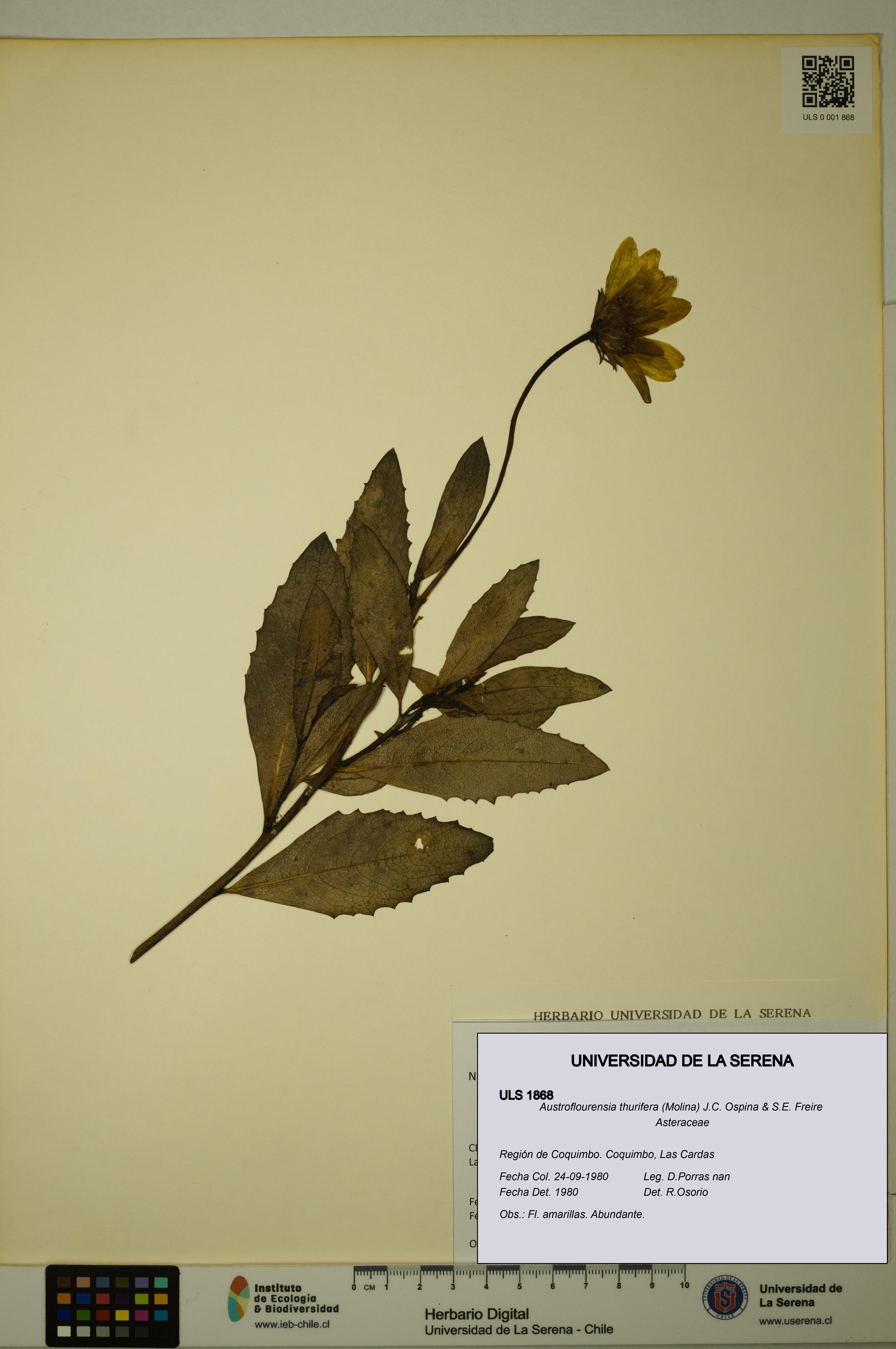 Austroflourensia thurifera [Espécimen: ULS:ULS:0001868]