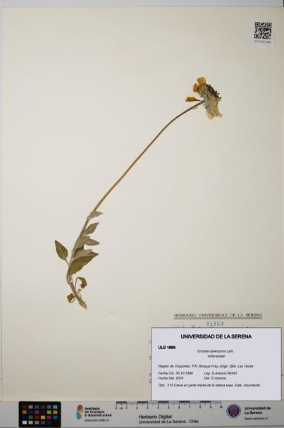 Encelia canescens [Espécimen: ULS:ULS:0001869]