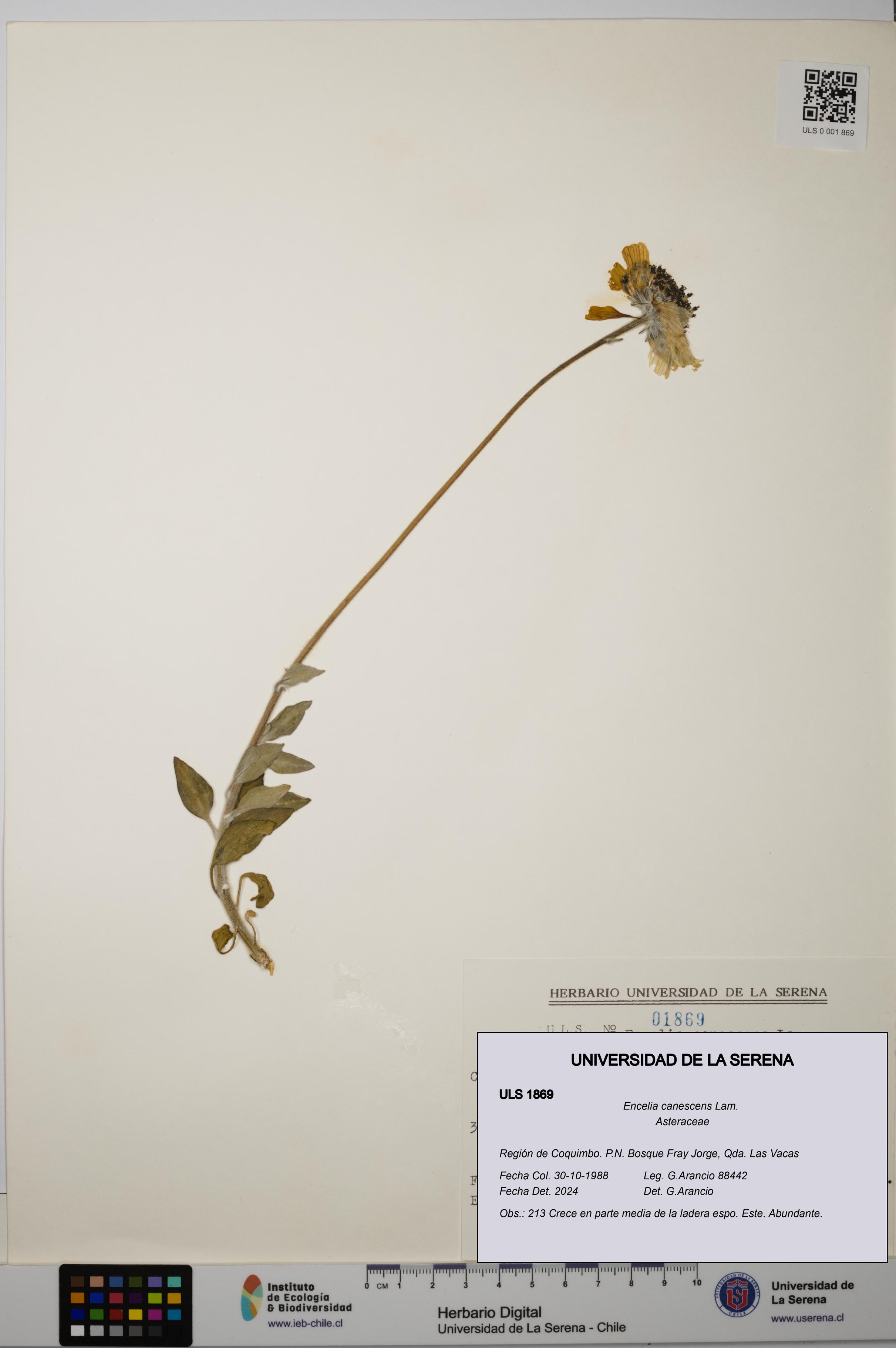 Encelia canescens [Espécimen: ULS:ULS:0001869]