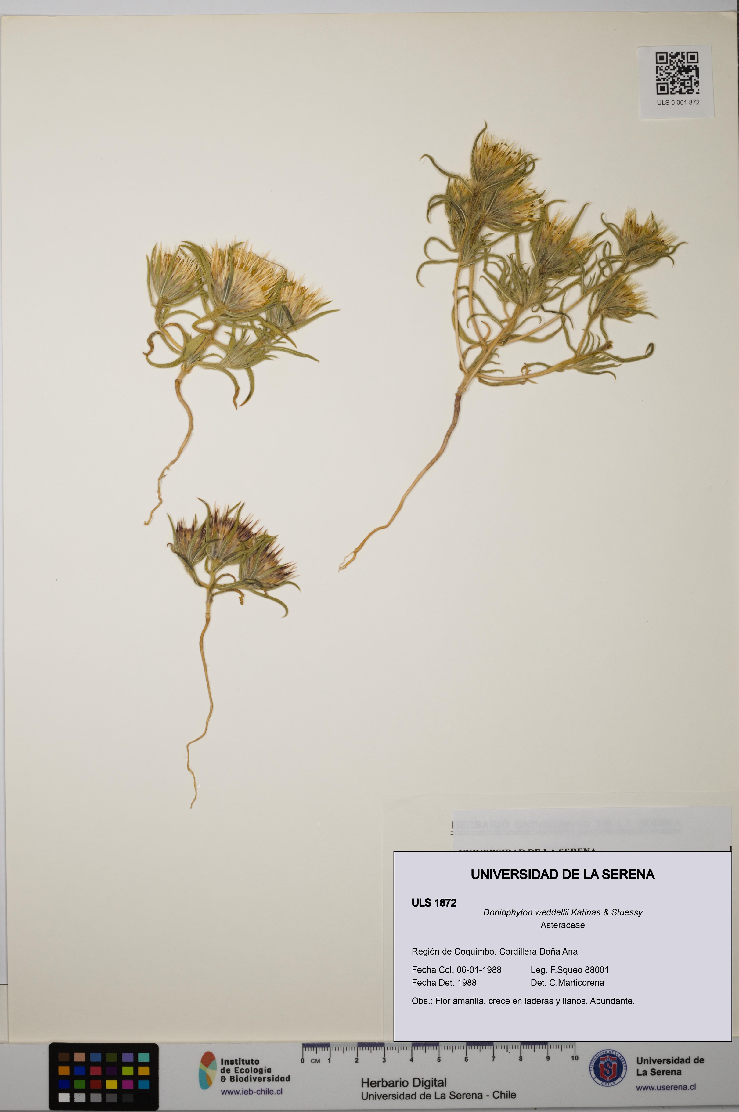 Doniophyton weddellii [Espécimen: ULS:ULS:0001872]