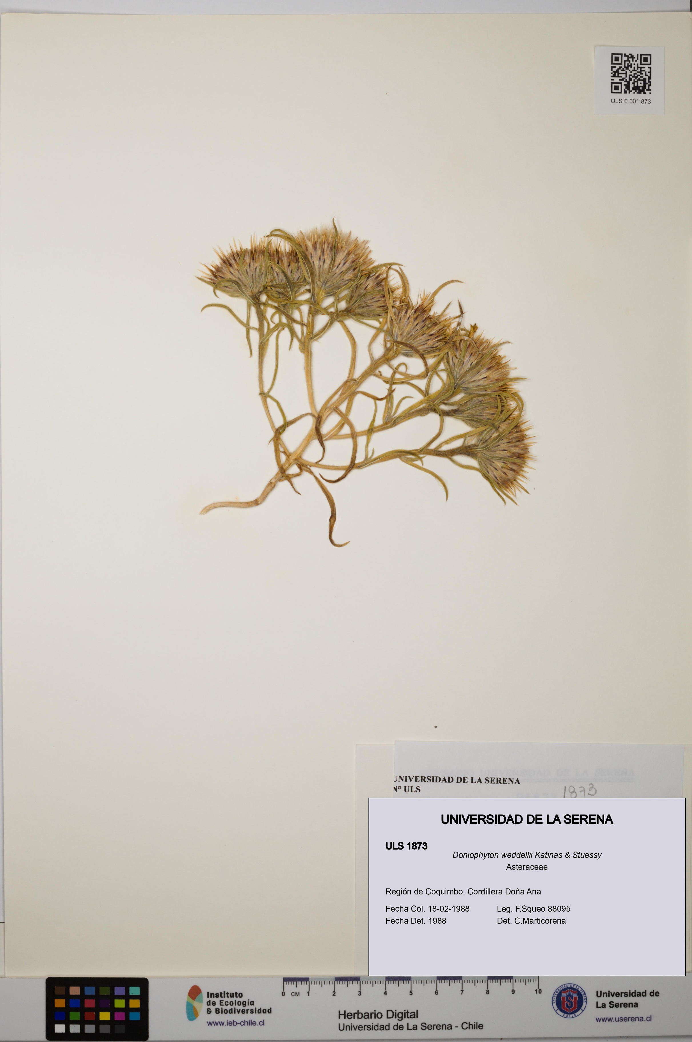 Doniophyton weddellii [Espécimen: ULS:ULS:0001873]