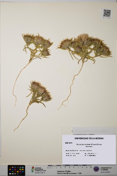 Doniophyton weddellii [Espécimen: ULS:ULS:0001874]