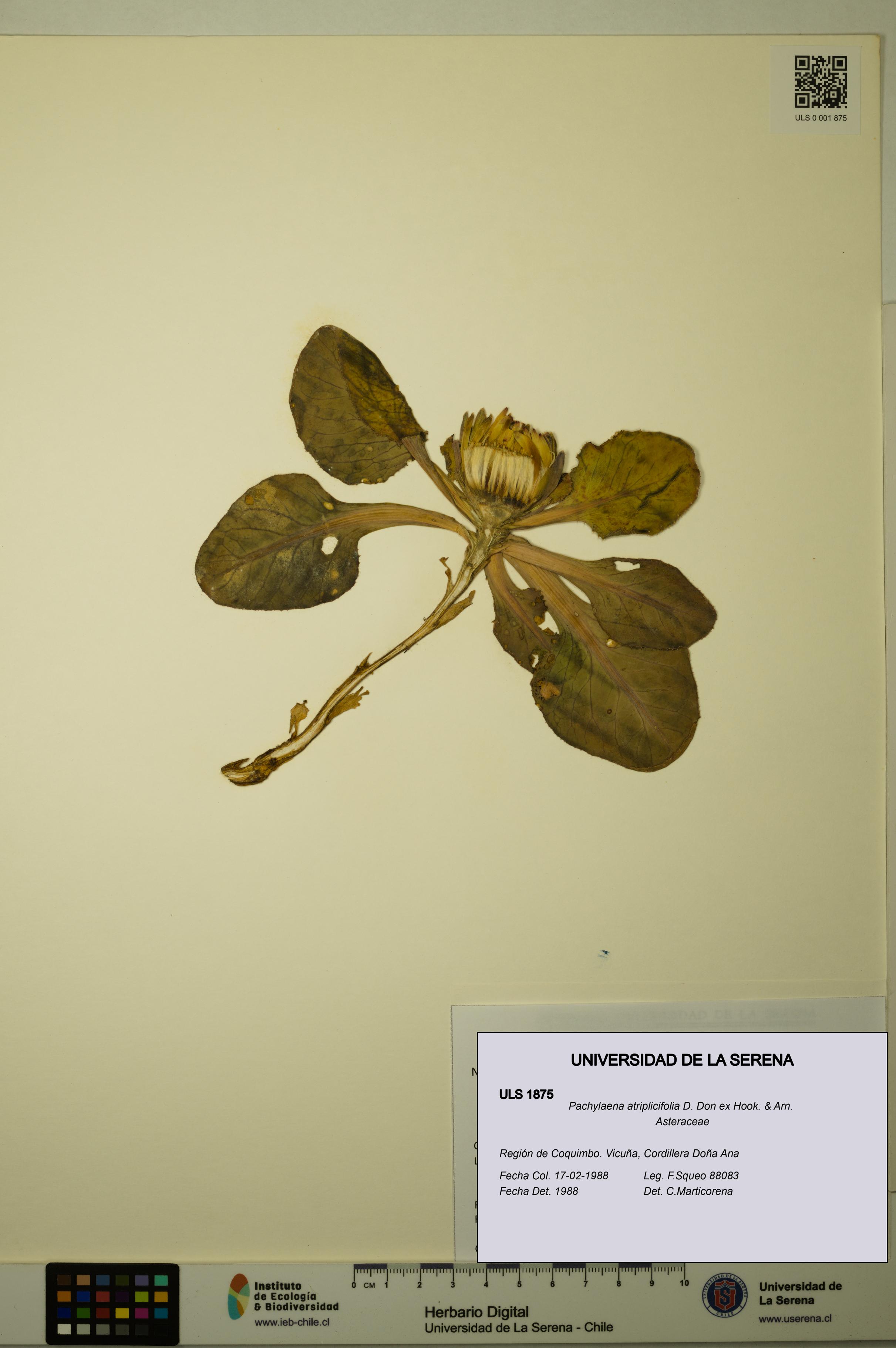 Pachylaena atriplicifolia [Espécimen: ]